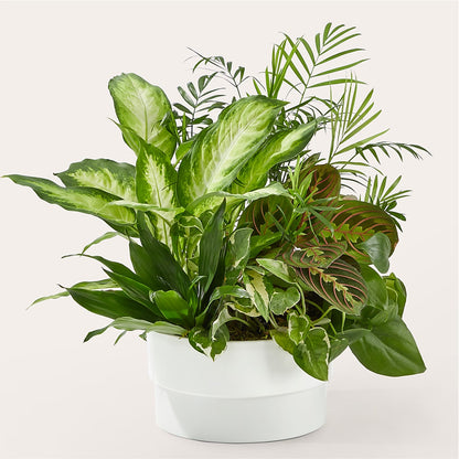 Radiating Positivity Dishgarden